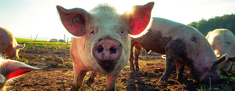 A pig in a muddy farm field